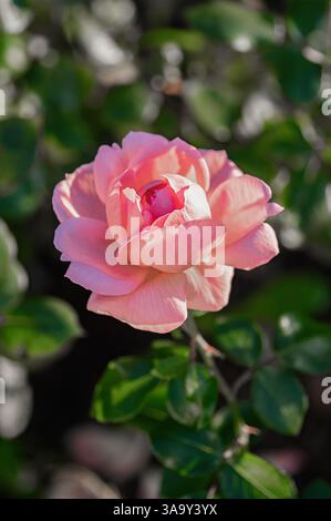 Nahaufnahme einer blühenden rosafarbenen Rose im natürlichen Sonnenlicht, umgeben von üppig grünem Laub. Fängt die zarte Textur und lebendige Farbe von Th ein Stockfoto