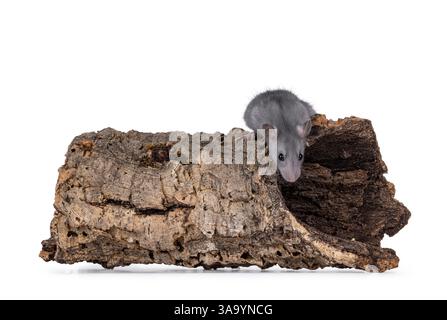 Junge blaue Ratte, die auf einem hohlen Baumstamm steht. Blick nach unten zum Boden, weg von der Kamera. Isoliert auf weißem Hintergrund. Stockfoto