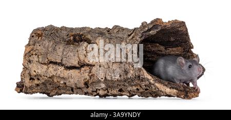Junge blaue Ratte, die in einem hohlen Baumstamm steht, seitlich. Ich sehe neugierig vor der Kamera. Isoliert auf weißem Hintergrund. Stockfoto