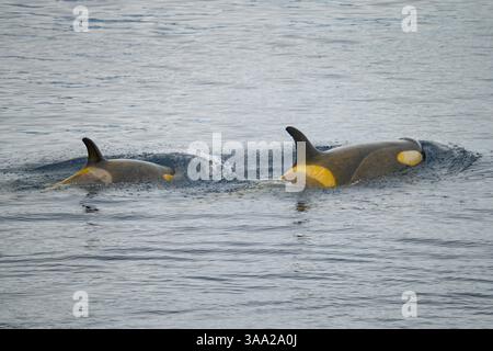 Gerlache-Killerwale (Orcinus Orca Typ B) schwimmen mit ihren Kälbern in der Andvord Bay entlang der Küste der Antarktischen Halbinsel Stockfoto