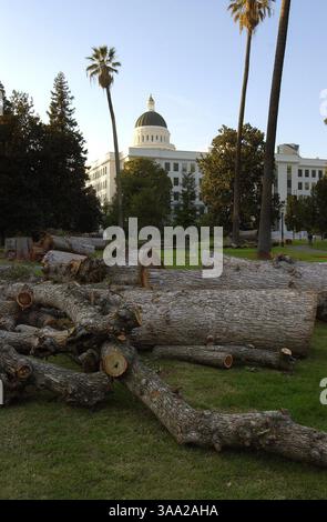 Am Mittwoch, den 5. November 2003, liegt auf dem Rasen hinter dem Capitol ein Haufen Baumstämme, das Ergebnis mehrerer großer Bäume, die kürzlich im Capitol Park gefällt wurden. (Sacramento Bee/ John Decker) /ZUMA Press Stockfoto