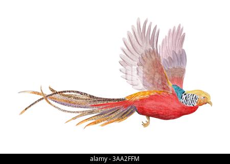 Fliegendes goldenes Fasan Aquarellbild isoliert auf weiß. Hochwertige, handgezeichnete ClipArt Skizzenstil, perfekt für Karten, Poster, Aufkleber Stockfoto