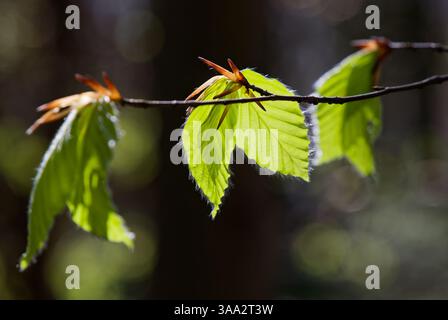 Neue Buchenblätter hinterleuchtet an einem sonnigen Frühlingsmorgen Stockfoto