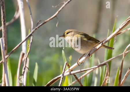 Ein gewöhnlicher Chiffchaff-Vogel, Phylloscopus collybita, ein Frühjahrsmigrant nach Großbritannien Stockfoto