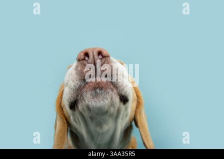Lustiges Porträt aus Nahaufnahme Nase und Mund Beagle Welpen, der riecht. Isoliert auf blauem Pastellhintergrund Stockfoto