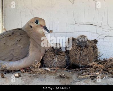 Nahaufnahme einer erwachsenen Trauertaube, die zwei Nistlinge in einem kleinen Nest besucht und ein natürliches Elternverhalten zeigt. Stockfoto