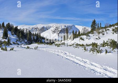 Winterberglandschaft mit Wanderweg und Kiefernwald. Schneebedeckte Bergkette mit einem Wanderweg, der eine ruhige Winterszene bietet. Stockfoto