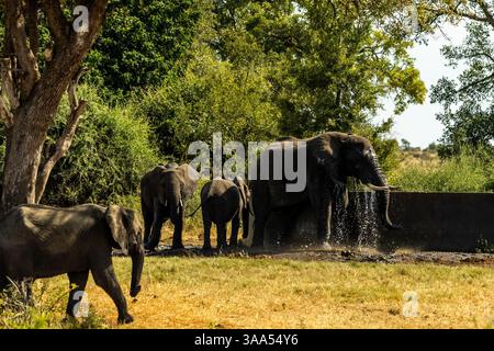 Elefanten, die ein Bad nehmen und sich an einem künstlichen Damm im Krüger-Nationalpark mit Wasser spritzen. Stockfoto