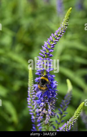 Veronica grandis (blaue Blütenspitzen) und Weissschwanzhummel (Bombus lucorum) Nahaufnahme - English Country Garden Flowerbed, Yorkshire, England Großbritannien. Stockfoto