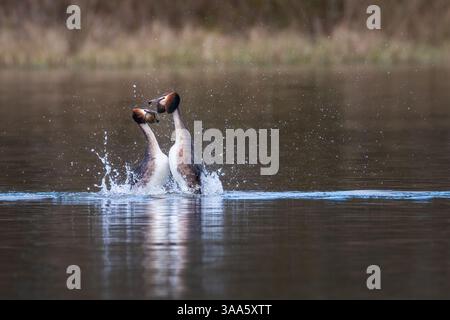 Toller Wappen-Grebe (Podiceps cristatus) Balztanz, Angus, Schottland. Wunderschönes Tierpaarungsritual. Stockfoto