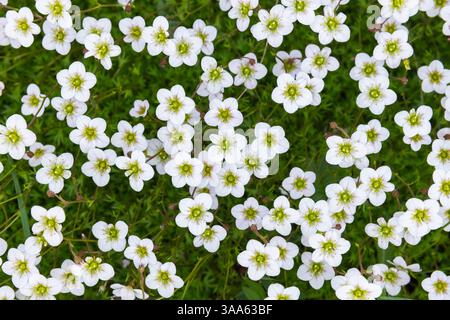 Weiße Blüten von Saxifraga hypnoides, genannt moosy saxifrage. Es handelt sich um eine blühende Pflanzenart aus der Familie der Saxifragaceae. Makrofoto Stockfoto