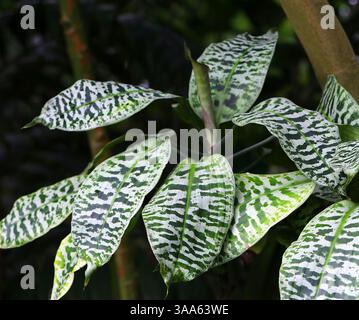 Königin von Dracaenas, Dracaena goldieana, Dracaenaceae. Westtropisches Afrika. Dracaena goldieana, oder Königin von Dracaenas, ist ein tropischer Sträucher. Stockfoto