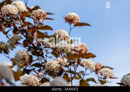 Ein atemberaubendes Foto, das die Schönheit der blühenden Physocarpus opulifolius-Sträucher mit zarten weißen Blüten unter einem hellblauen Himmel einfängt und an nat erinnert Stockfoto