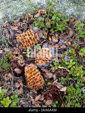 Pinus cembra (Zirbenkiefer / Arolla-Kiefer) mit ihren Samen. Höhenwald im Windachtal. Stubaier Alpen. Tirol, Österreich. Stockfoto