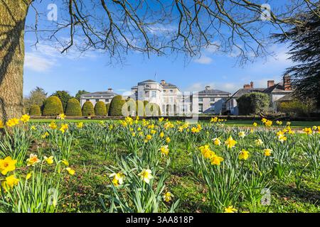 Farbenfrohe Narzissen an einem sonnigen Frühlingstag in Shugborough Hall, Great Haywood, in der Nähe von Stafford, Staffordshire, England, UK Stockfoto