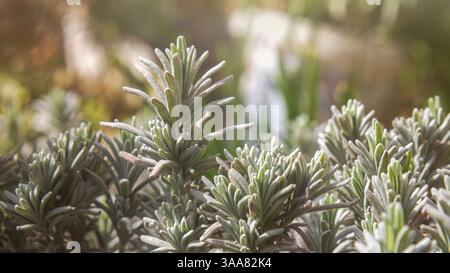 Frühlingsgrün im Morgenlicht. Hintergrundfoto, selektiver Fokus Stockfoto