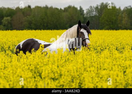 Großes braunes und weißes Pferd steht im Frühling auf blühenden Feldern, Kunstfotografie Stockfoto