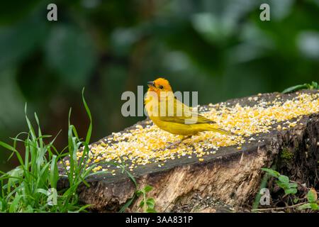 Ein erwachsener Safranfink, Sicalis flaveola, ernährt sich von Maiskernen im Westen Kolumbiens. Stockfoto