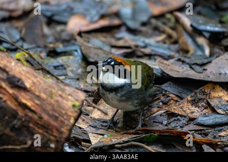 Arremon Brunneinucha, ein Kastanienbuschfink, der auf dem Waldboden in Kolumbien auf der Suche ist. Stockfoto