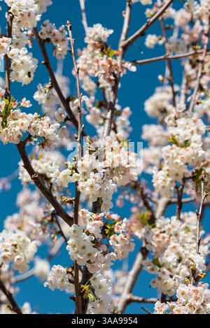 Tauchen Sie ein in eine traumhafte Szene, während ein Schmetterling sanft auf einer Kirschblüte aufleuchtet, mit sanft verschwommenen Zweigen im Hintergrund, beleuchtet B Stockfoto