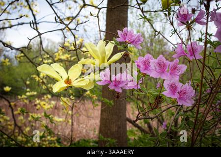 Ein Baum mit gelben und rosafarbenen Blüten befindet sich im Vorder- und Hintergrund Stockfoto