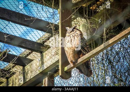Eine braune Eule steht auf einem Holzbalken. Der Träger ist an einem Drahtkäfig befestigt. Die Eule schaut in den Himmel Stockfoto