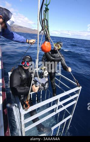 29. Juni 2006; Guadalupe Island, MEXIKO; Eine Filmcrew stürzt in einen Käfig ohne Dach. Diese Käfige werden verwendet, um Begegnungen mit Tiefwasser zu filmen, anstelle von gewöhnlicheren Oberflächen. Taucher treten aus dem Käfig, wenn Haie ankommen, und kehren in die Sicherheit des Käfigs zurück, da sie zu nahe kommen. Weißhai (Charcaradon carcarias). Guadalupe Island liegt etwa 160 km vor der Küste von Baja California und mehr als 200 km südwestlich von San Diego im offenen Meer mit einer Sichtweite von über 100 m. Sie beherbergt eine der produktivsten Populationen von Weißen Haien auf dem Planeten. Obligatorische Gutschrift: Foto Stockfoto