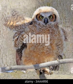 Porträt des Großhörnchens im Wald, Quebec, Kanada Stockfoto