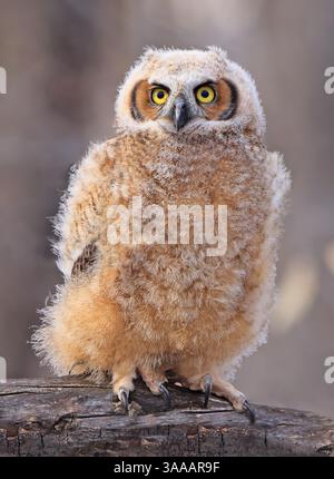 Porträt des Großhörnchens im Wald, Quebec, Kanada Stockfoto