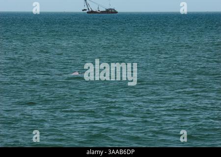 Juli 2004; Hongkong, CHINA; Indo-Pazifische Buckeldelfine (chinesischer weißer Delfin), Sousa chinensis, leben in unmittelbarer Nähe des Flughafens von Hongkong. Stockfoto