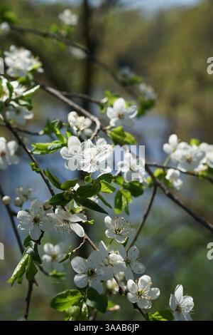 Eine Nahaufnahme eines Apfelbaums in Blüte, mit dem ruhigen Flussufer, der durch die Äste blickt Stockfoto