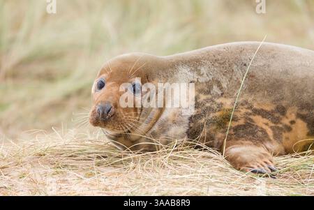 Junge weibliche Robbe allein in Sanddünen am Strand im Winter. Horsey Gap, Norfolk, Großbritannien Stockfoto