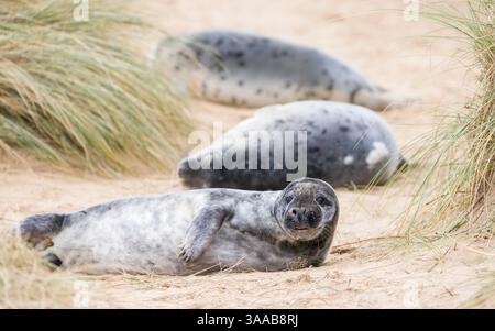 Graurobbenjungen (Halichoerus grypus) in Sanddünen am Strand im Winter. Horsey Gap, Norfolk, Großbritannien Stockfoto