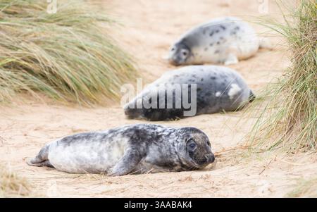 Graurobbenjungen (Halichoerus grypus) in Sanddünen am Strand im Winter. Horsey Gap, Norfolk, Großbritannien Stockfoto