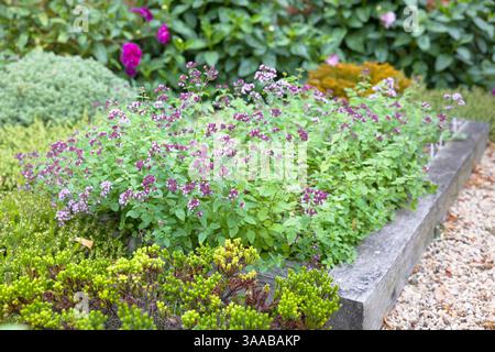 Nahaufnahme des Kräutergartens in Großbritannien mit Oregano (Origanum vulgare) in der Blüte, in einem Hochbeet umgeben von Grün Stockfoto