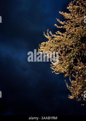 Ein markanter Baum, der von Sonnenlicht beleuchtet wird und vor einem dramatischen dunklen stürmischen Himmel steht. Stockfoto