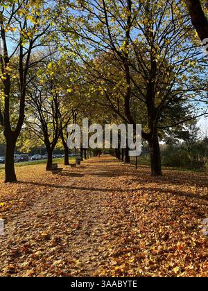 Ein markanter Baum, der von Sonnenlicht beleuchtet wird und vor einem dramatischen dunklen stürmischen Himmel steht. Stockfoto