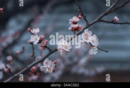Ein großer Zweig mit Kirschblüten im ewigen Garten. Dunkler Hintergrund für Design und Kreativität. Stockfoto