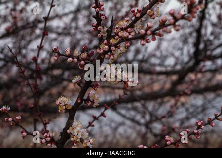 Großer Zweig der blühenden Kirsche im Frühjahr Stockfoto