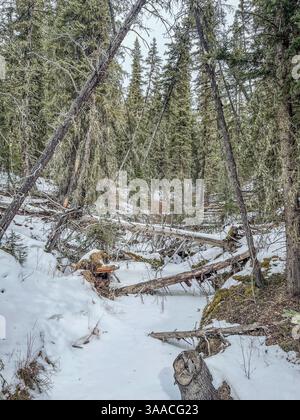 Winterliche Waldszene mit umgefallenen Bäumen, Moos und schneebedecktem Boden in einem dichten Waldgebiet. Stockfoto