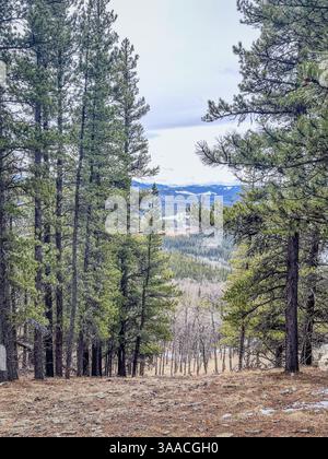 Der Weg führt durch dichte Kiefern zu einem Blick auf die Berge in der Ferne und bietet eine ruhige Naturlandschaft. Stockfoto