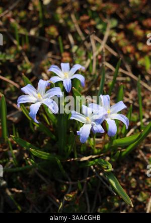 Horizontale Nahaufnahme sanfter, blauer Blüten, die im Frühjahr in einem Park wachsen Stockfoto