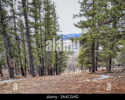 Blick durch dichte Kiefern mit einer Bergkette im Hintergrund. Aufgenommen im frühen Frühjahr mit Schneeflocken und trockenem Gras auf dem Waldboden Stockfoto