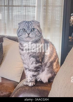 Graue Scottish Fold Katze mit gefalteten Ohren, die auf einer Ledercouch in der Nähe von Fenstervorhängen sitzt. Gemütliches Zuhause in Innenräumen. Stockfoto