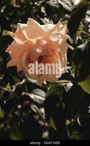 Schöne orange Rosenknospen blühen auf einem grünen Busch Stockfoto