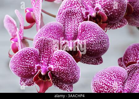 Lila Orchidee blühte in großen Zweigen mit schönen Blumen auf grauem Hintergrund Stockfoto