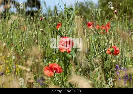 Wunderschöner Blick auf Mohnblumen, die auf einem Feld mit Weizen und anderen Wildblumen wachsen. Stockfoto