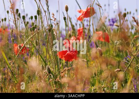 Mohnblumen zwischen Feldpflanzen und trockenen Zweigen von Gras Stockfoto