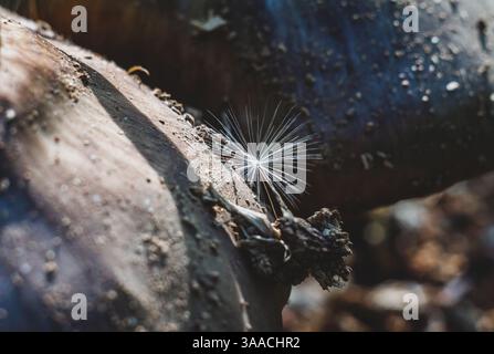 Ein kleiner Flaum von einer Blume liegt auf einer Pilzmütze Stockfoto