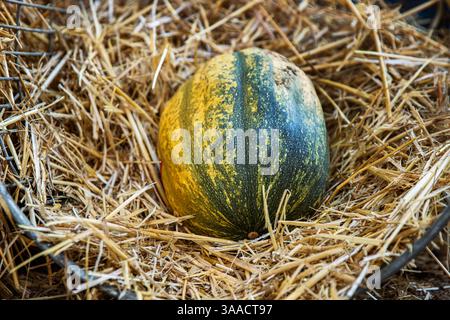 Ein kleiner grüner gelber Kürbis zu Halloween liegt auf einem Strohballen, der in einer rustikalen Umgebung auf einem Herbstmarkt ausgestellt wird. Ernte der Herbstha Stockfoto
